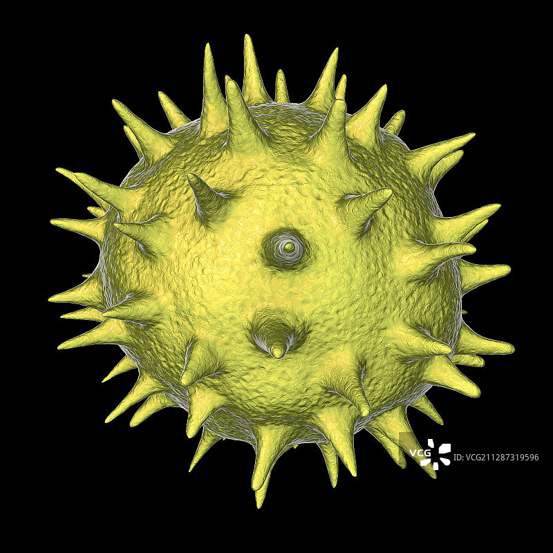 扶桑花花粉粒插图图片素材