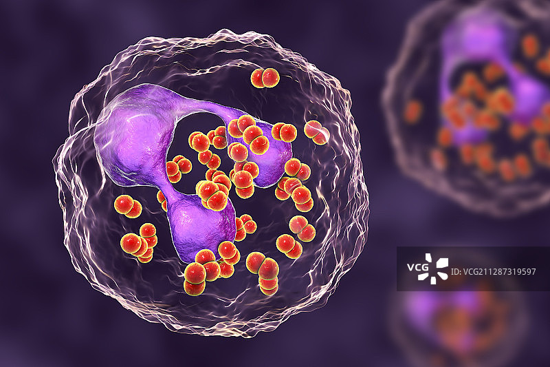 中性粒细胞内的淋病奈瑟菌，图示图片素材