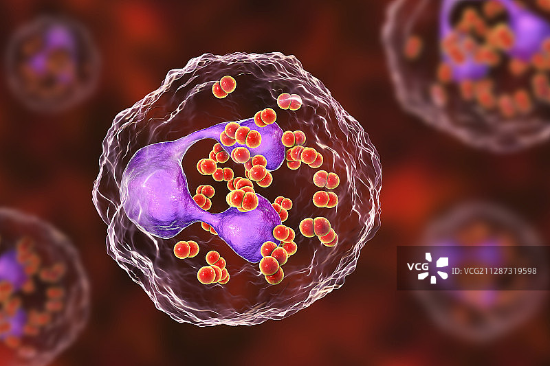 中性粒细胞内的淋病奈瑟菌，图示图片素材