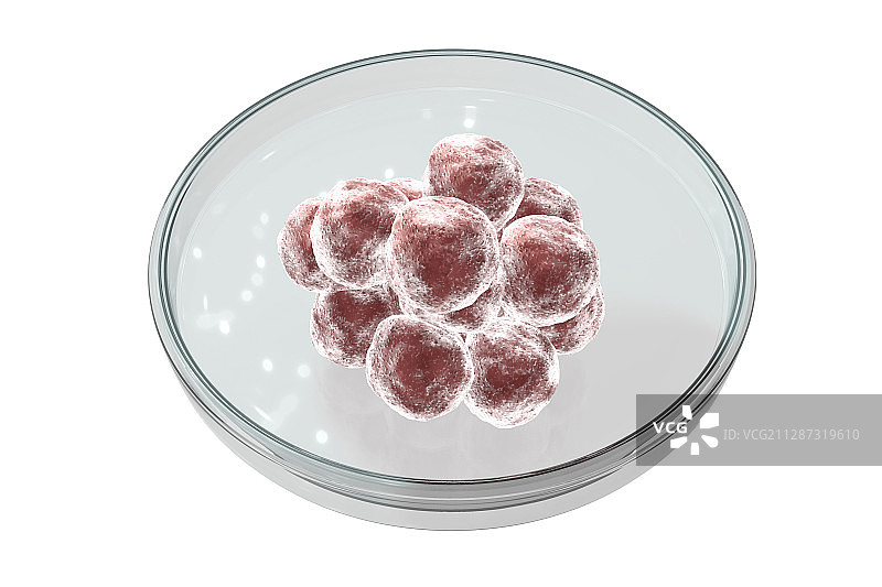 培养皿中的人类胚囊概念插画图片素材