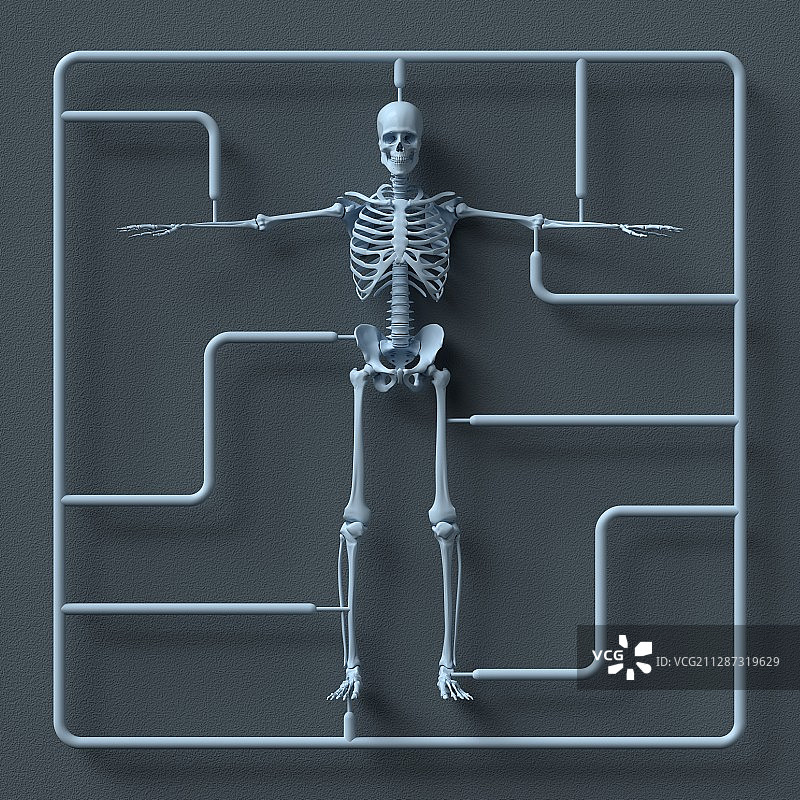 模型骨骼套件插图图片素材