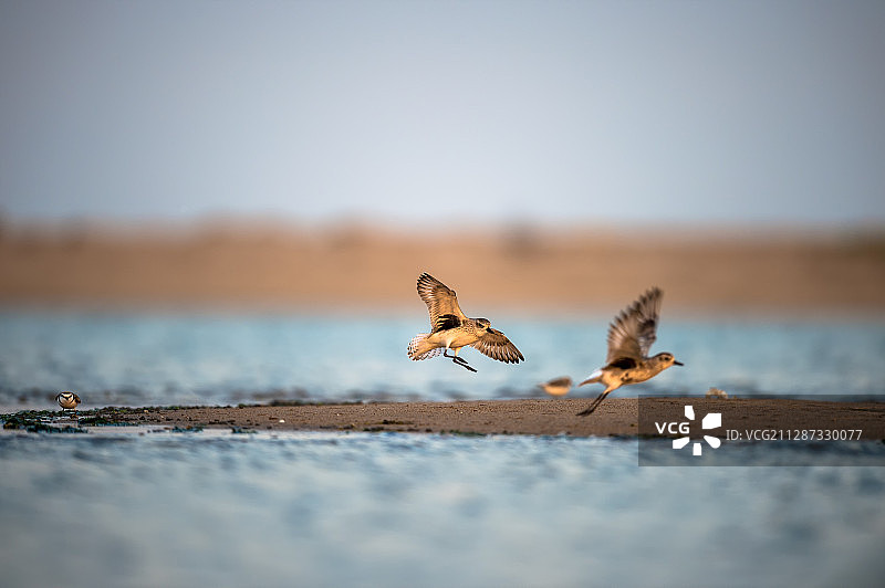栖息在水域旁的鸟图片素材