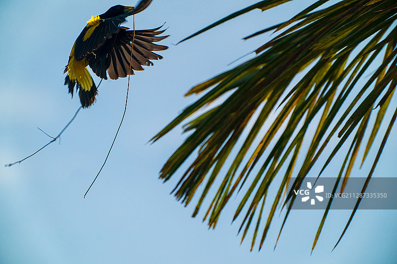 正在归巢的织巢鸟图片素材