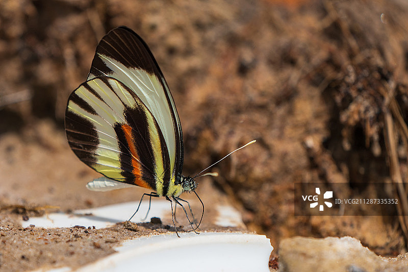 亚马逊彩蝶图片素材