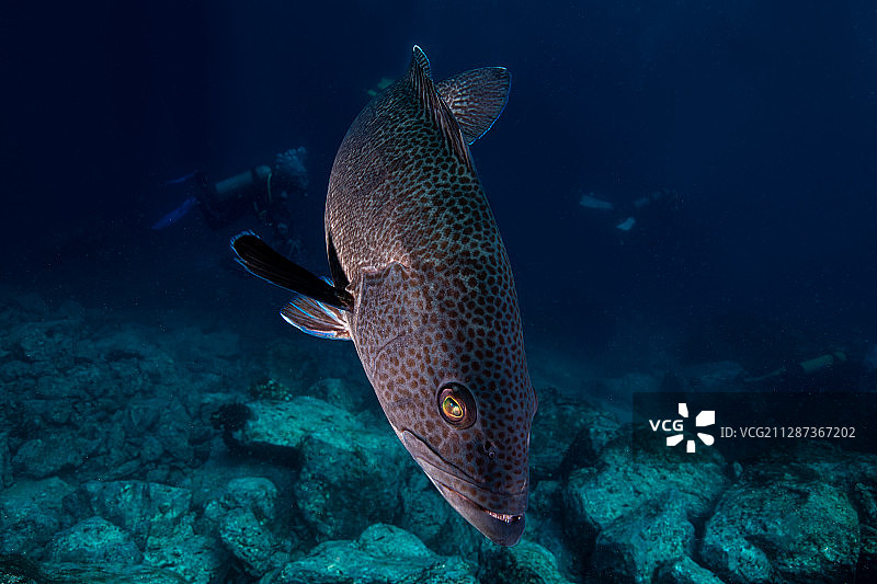 一条美洲多锯鲈图片素材