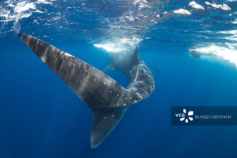 一只鲸鲨的嘴巴图片素材