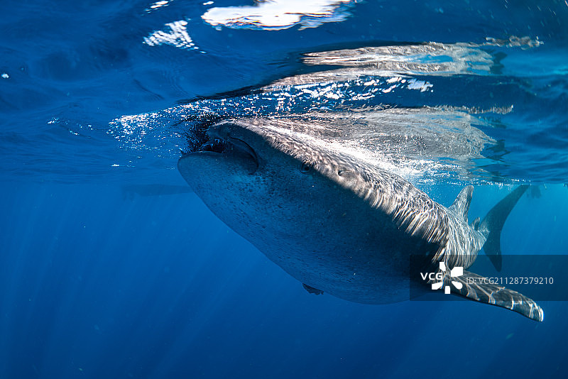 一只张着嘴的鲸鲨图片素材