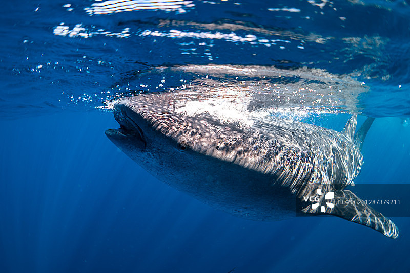 一只张着嘴的鲸鲨图片素材