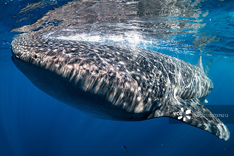 一只张着嘴的鲸鲨图片素材