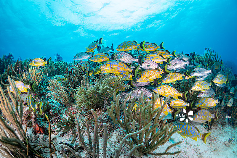 一群紫红笛鲷图片素材