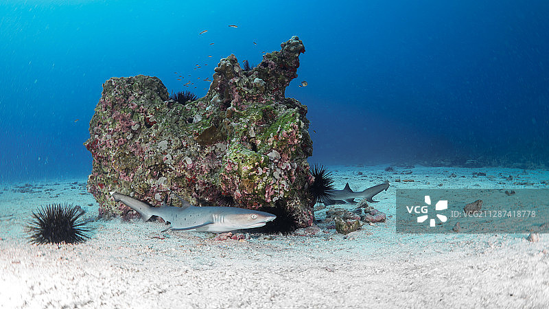 沙地上的白鳍鲨图片素材