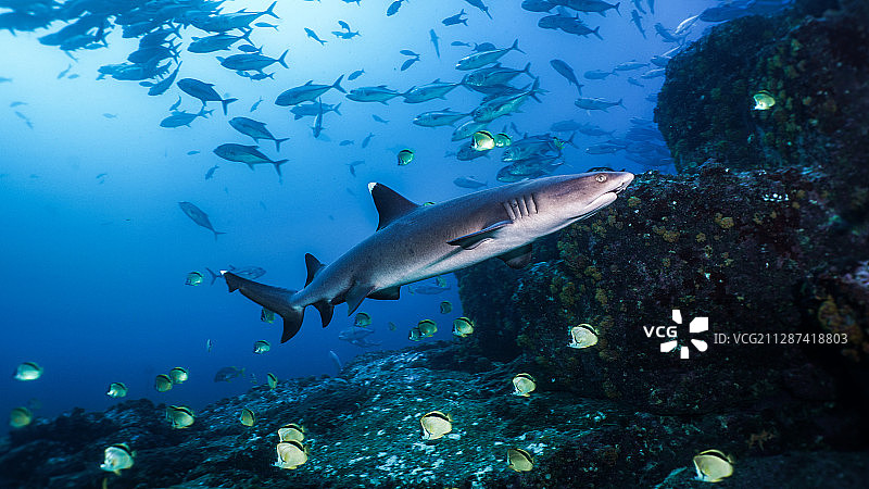 礁石上的白鳍鲨图片素材