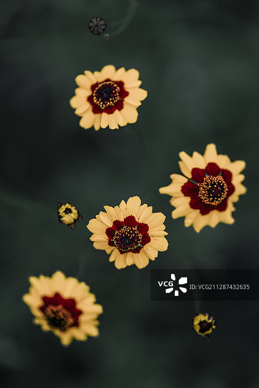 蛇目菊图片素材