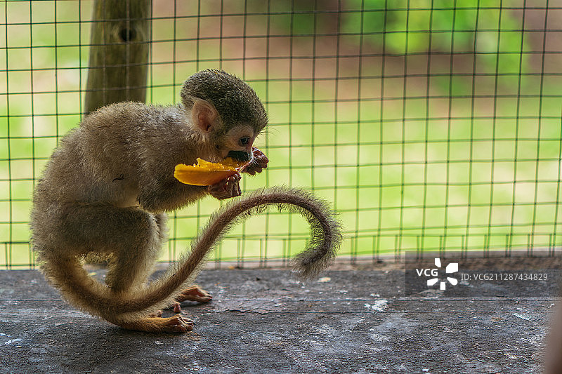 亚马逊松鼠猴的午餐图片素材