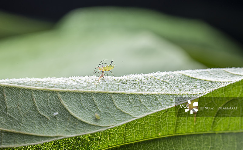 蚜狮逮蚜虫图片素材
