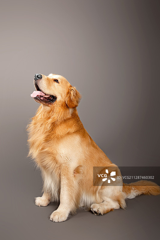 金毛犬图片素材