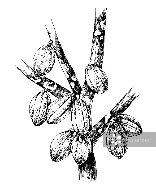 手绘树枝上的可可豆荚图片素材