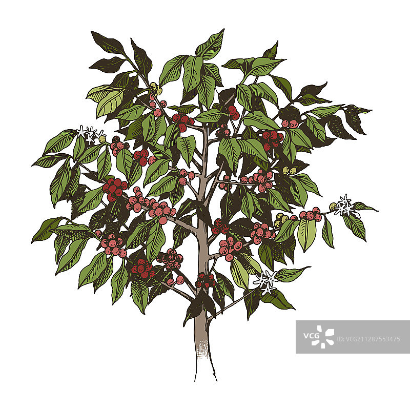 白色背景下的年轻阿拉比卡咖啡树图片素材