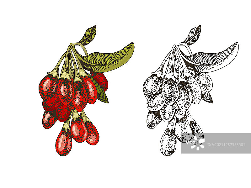 手绘彩色和单色枸杞图片素材