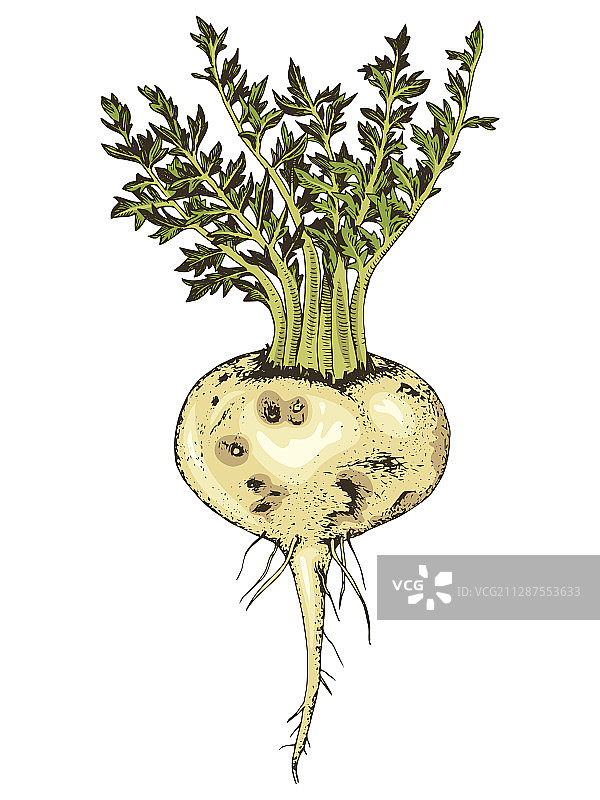 手绘玛卡植物图片素材