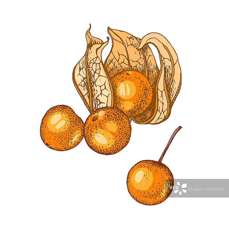 手绘灯笼果白色背景图片素材