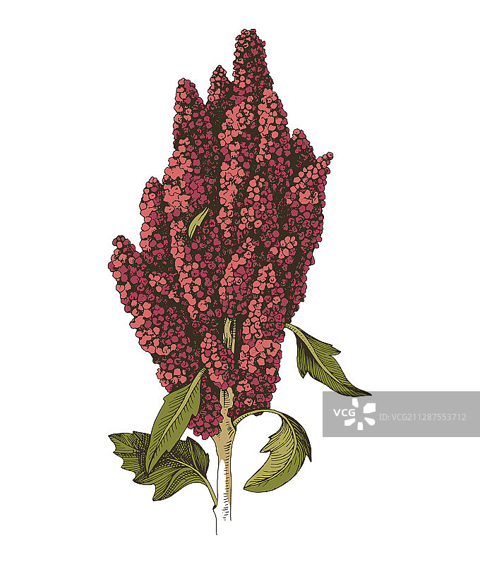 手绘单色藜麦植物图片素材