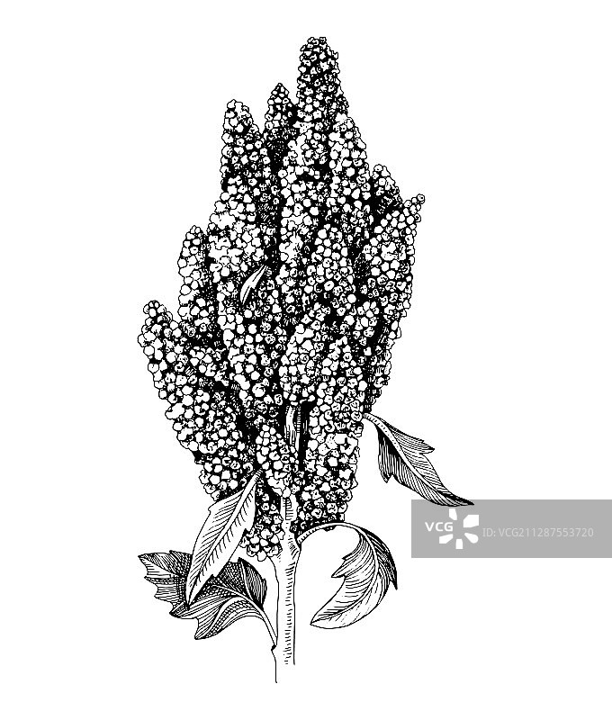 手绘单色藜麦植物图片素材