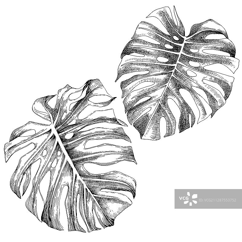 手绘热带龟背竹叶图片素材