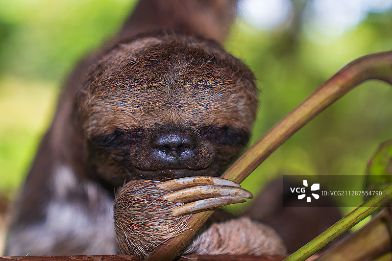 亚马逊三趾树懒图片素材