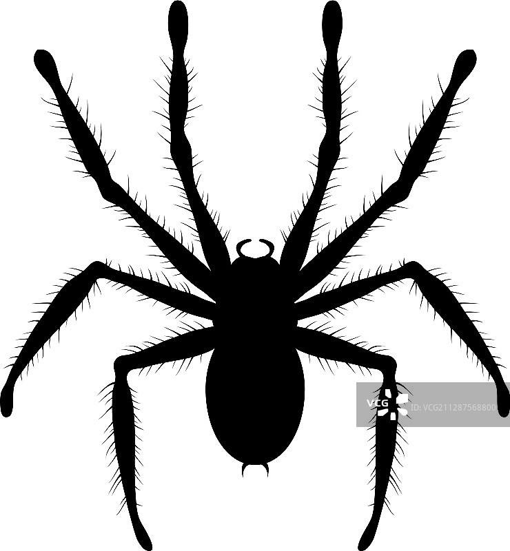 黑白剧毒狼蛛绘画图片素材