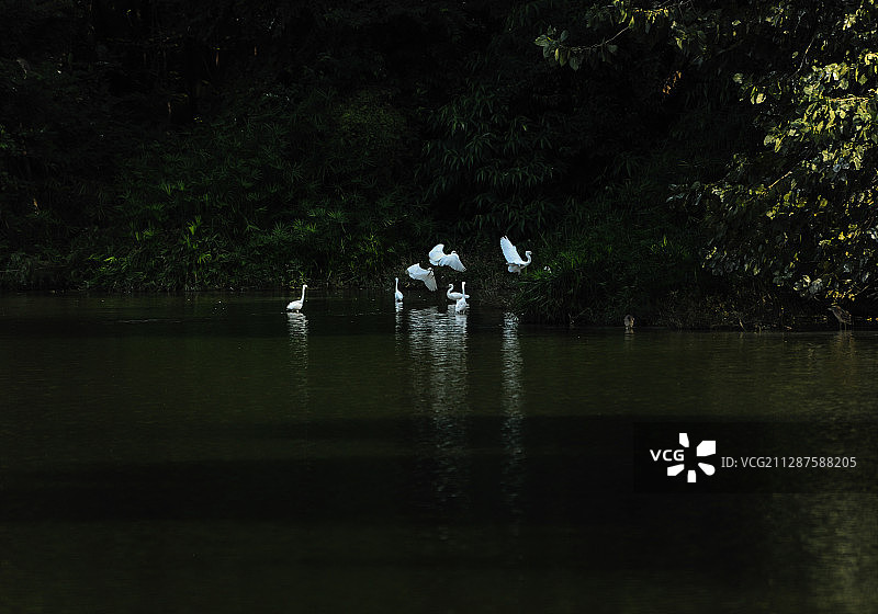 浣花鹤影图片素材