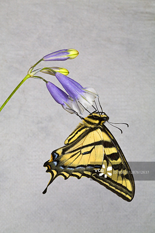 西部虎凤蝶图片素材