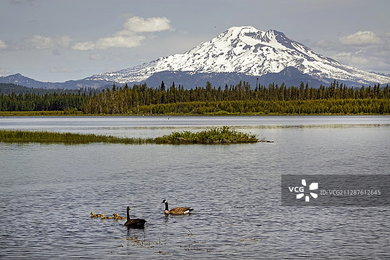 湖面上的群鹅图片素材