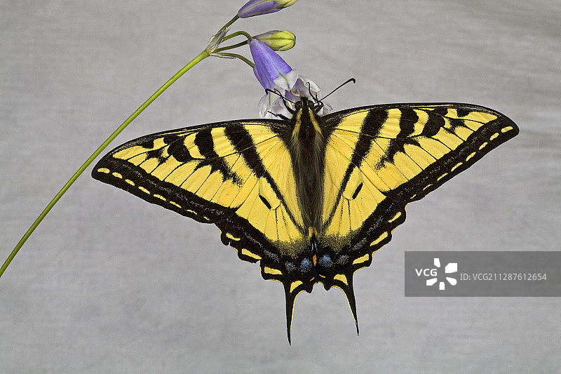 西部虎凤蝶图片素材