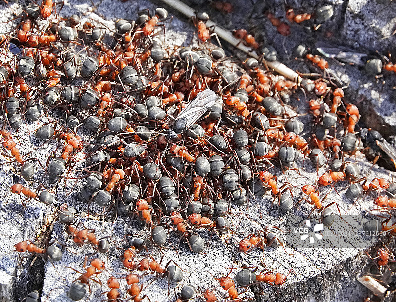 蚂蚁的特写图片素材