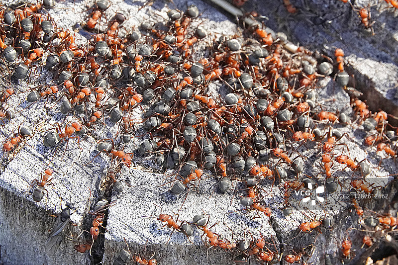 蚂蚁的特写图片素材