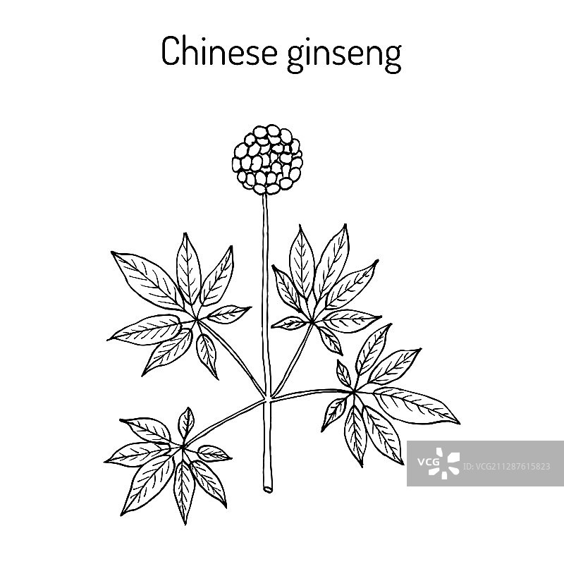 中药材三七图片素材