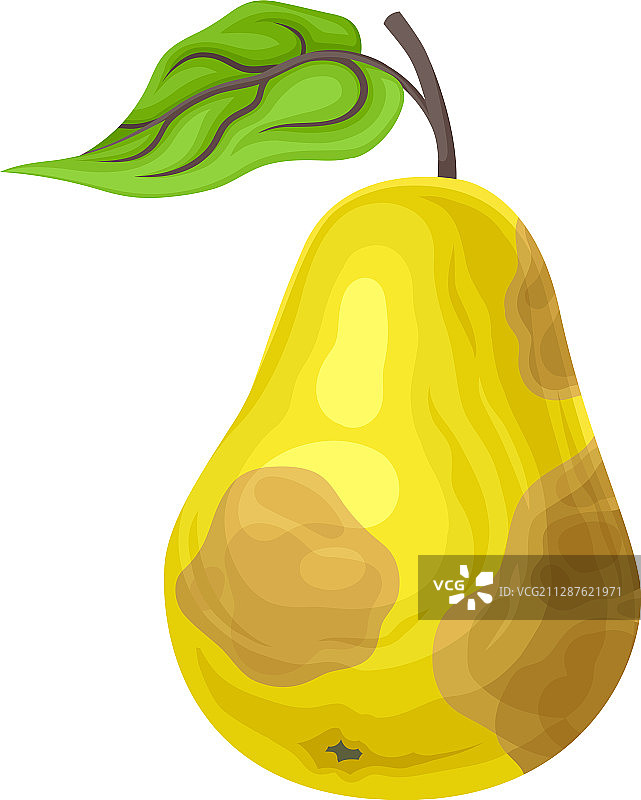 表皮腐烂发臭的梨图片素材