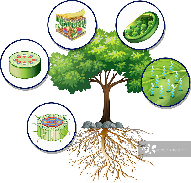 大棵绿树和近距离植物细胞图片素材
