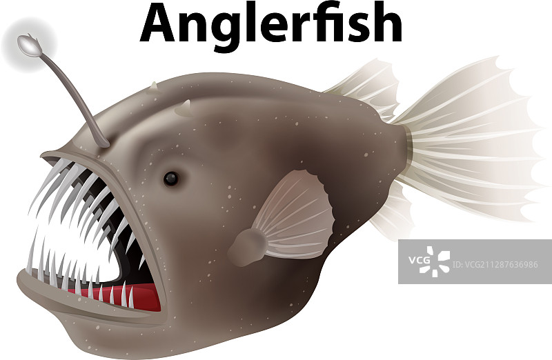 白色背景上的安康鱼抽认卡设计图片素材