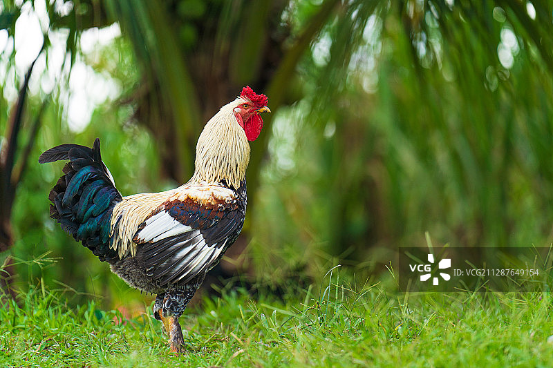 亚马逊公鸡图片素材