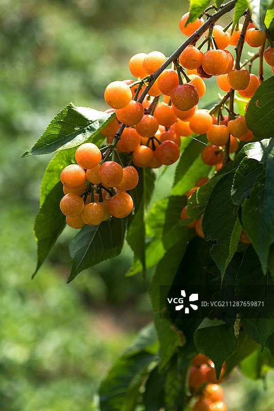 中国湖北十堰房县樱桃园图片素材