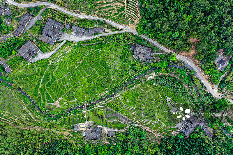 漳平南洋茶山图片素材