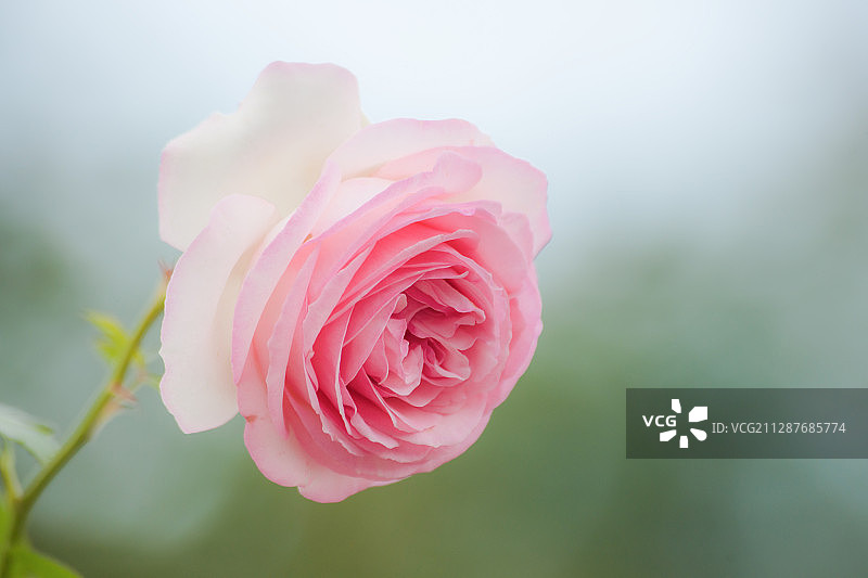 月季花图片素材