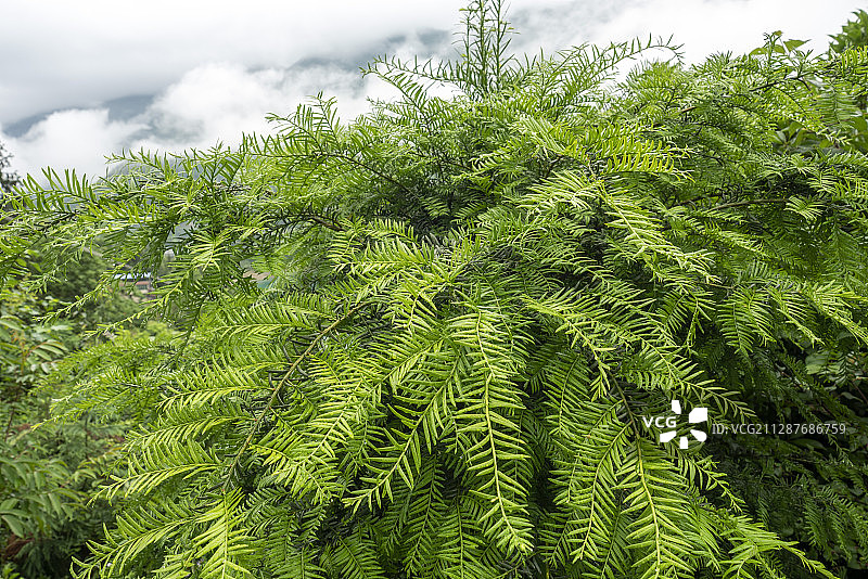 湖北大山里的红豆杉图片素材