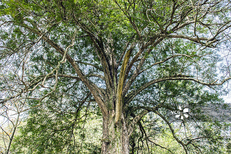 湖北鹤峰五里的豆杉图片素材