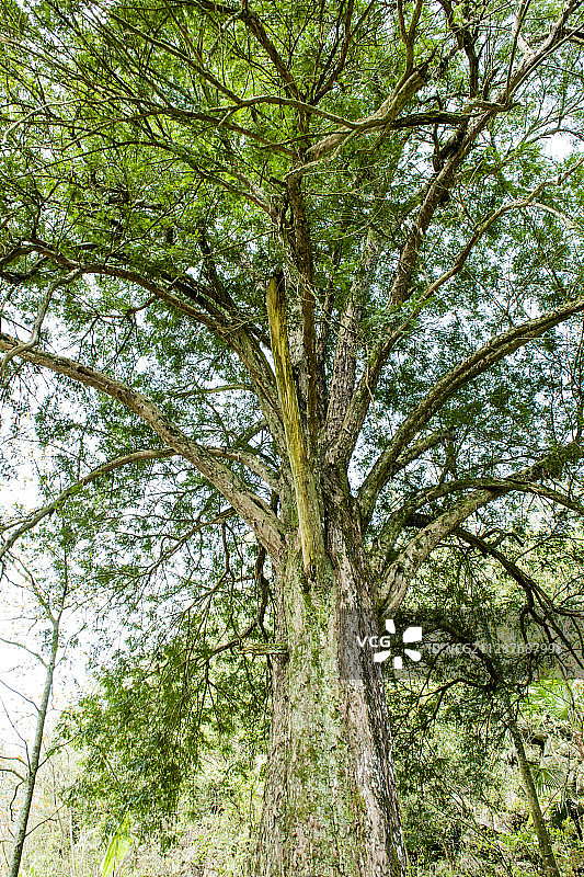 湖北鹤峰五里的豆杉图片素材