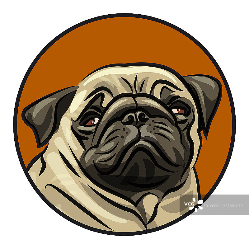 巴哥幼犬肖像图片素材