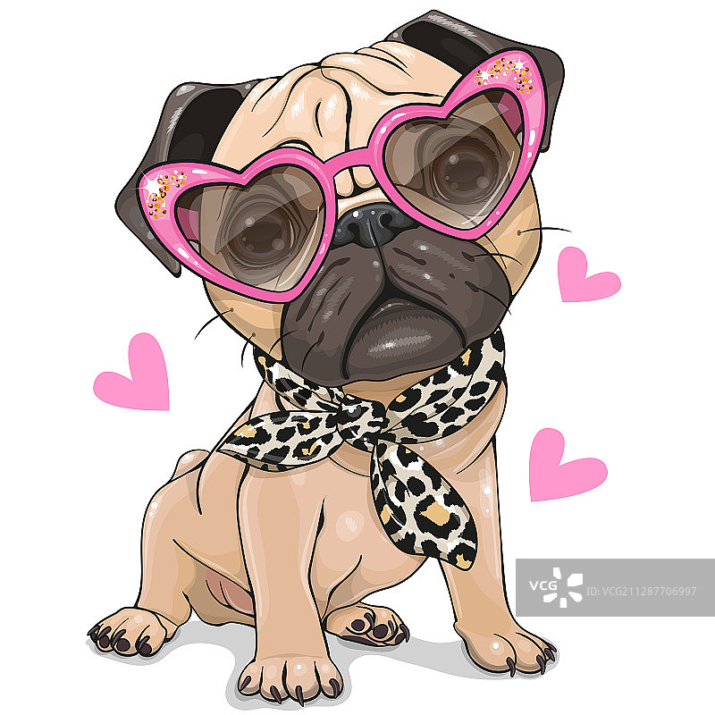 戴粉色眼镜围巾的巴哥犬图片素材