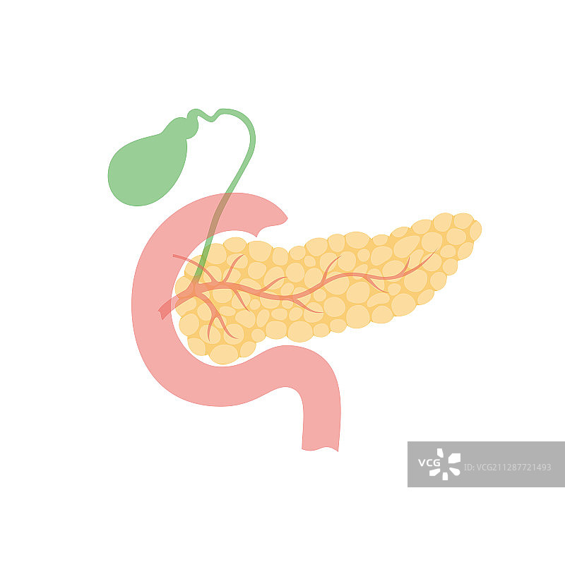 胰腺和胆囊图片素材